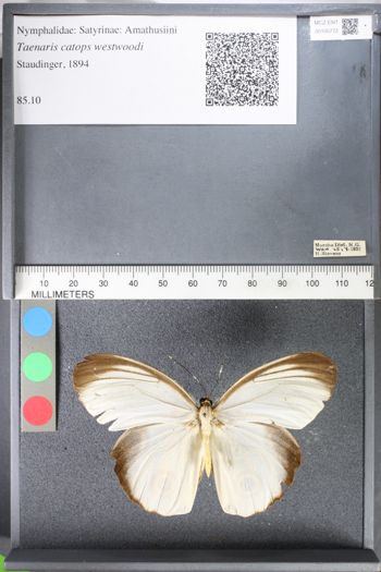 Media type: image;   Entomology 105772